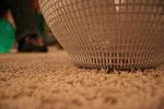 IMG_7915.JPG