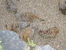 IMG_5999.JPG