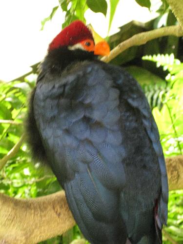 IMG_0529.JPG