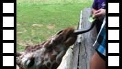 IMG_0032.MOV