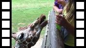 IMG_0033.MOV