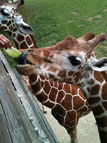 giraffe.JPG