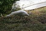 IMG_0721.JPG