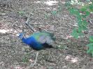 IMG_1175.JPG