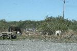 IMG_1437.JPG