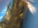 IMG_1156.JPG