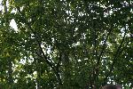 IMG_7441.JPG
