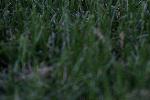 IMG_7488.JPG