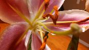 IMG_20150516_061033_952.jpg