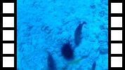 FHD0005.MOV